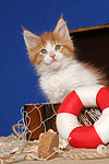 Maine Coon Kätzchen / maine coon kitten