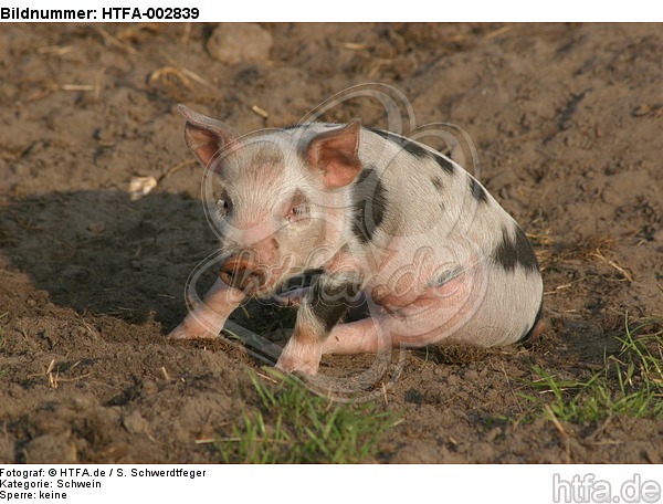 Ferkel / piglet / HTFA-002839