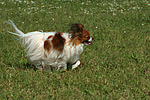 Papillon