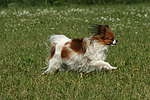 Papillon