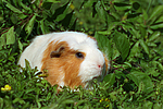 Crested Meerschwein / crested guninea pig