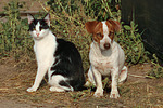 Jack Russell Terrier und Katze / jack russell terrier and cat