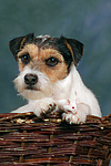 Parson Russell Terrier und Maus / dog and mouse