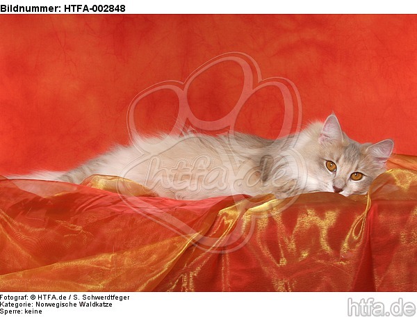 Norwegische Waldkatze / norwegian forestcat / HTFA-002848