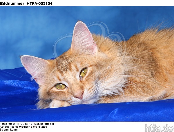 Norwegische Waldkatze / norwegian forestcat / HTFA-003104
