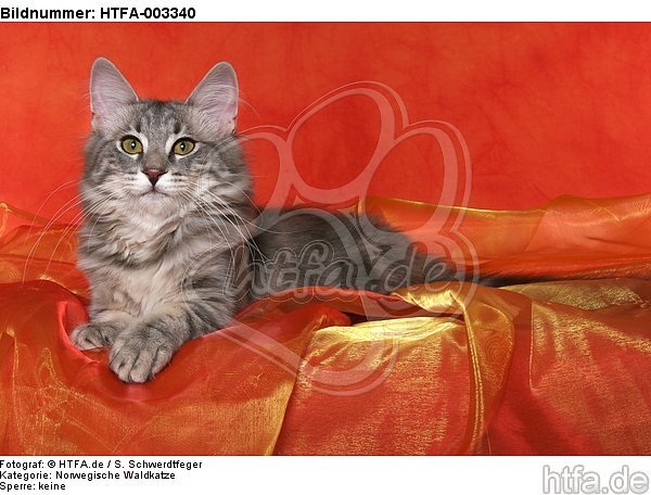 Norwegische Waldkatze / norwegian forestcat / HTFA-003340