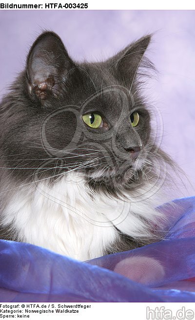 Norwegische Waldkatze / norwegian forestcat / HTFA-003425
