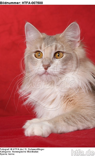 Norwegische Waldkatze / norwegian forestcat / HTFA-007500