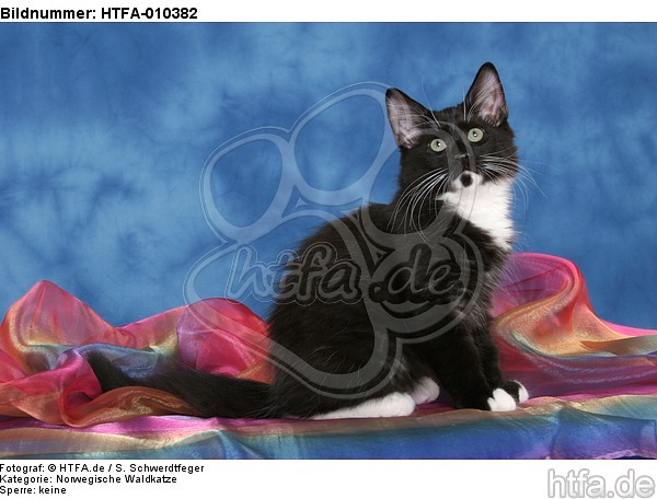 sitzendes Norwegisches Waldkätzchen / sitting Norwegian Forestcat kitten / HTFA-010382
