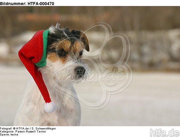 Parson Russell Terrier zu Weihnachten / PRT at christmas / HTFA-000470