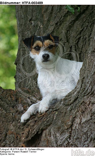 Parson Russell Terrier / HTFA-003489