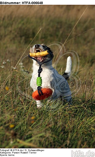 Parson Russell Terrier / HTFA-006648