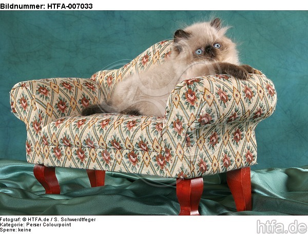 Perser Colourpoint Kätzchen / persian colourpoint kitten / HTFA-007033