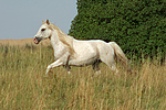 Pony