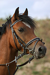 Deutsches Reitpony / pony