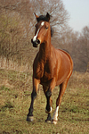 Deutsches Reitpony / pony