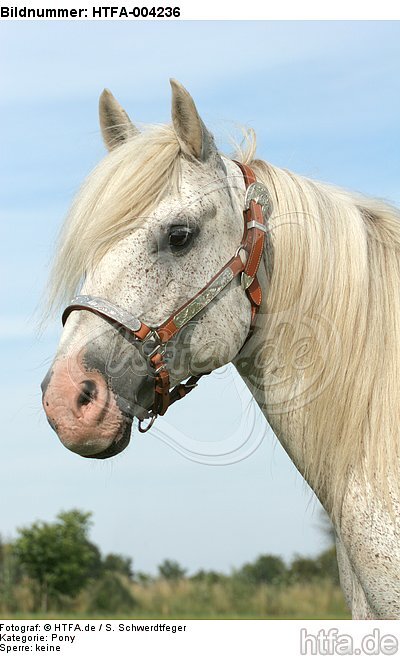 Pony / HTFA-004236