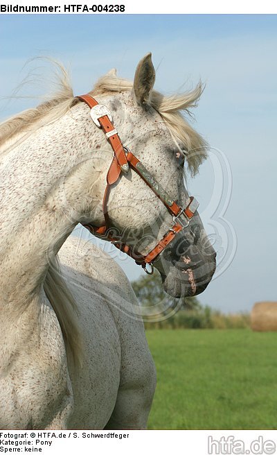Pony / HTFA-004238