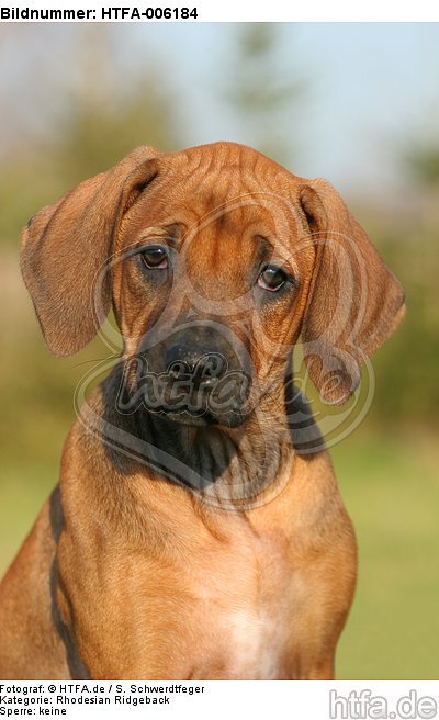 Rhodesian Ridgeback Welpe / rhodesian ridgeback puppy / HTFA-006184