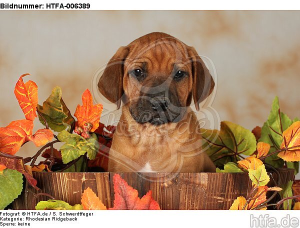Rhodesian Ridgeback Welpe / rhodesian ridgeback puppy / HTFA-006389
