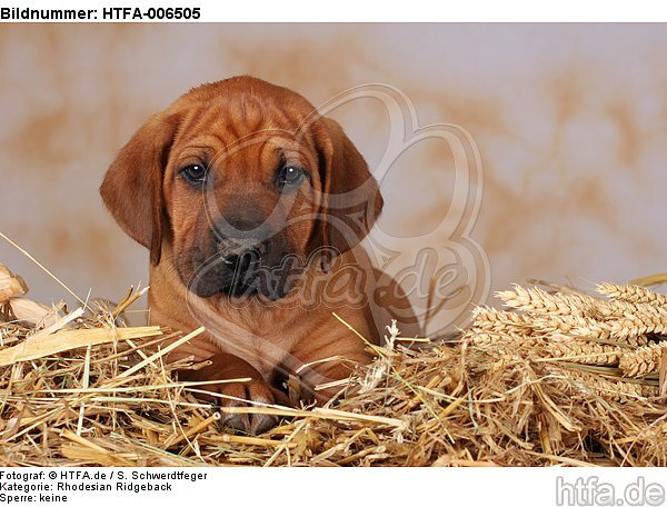 Rhodesian Ridgeback Welpe / rhodesian ridgeback puppy / HTFA-006505