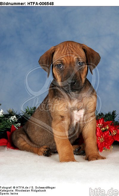 Rhodesian Ridgeback Welpe / rhodesian ridgeback puppy / HTFA-006548