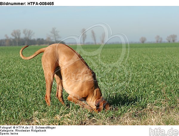 buddelnder Rhodesian Ridgeback / digging Rhodesian Ridgeback / HTFA-008465