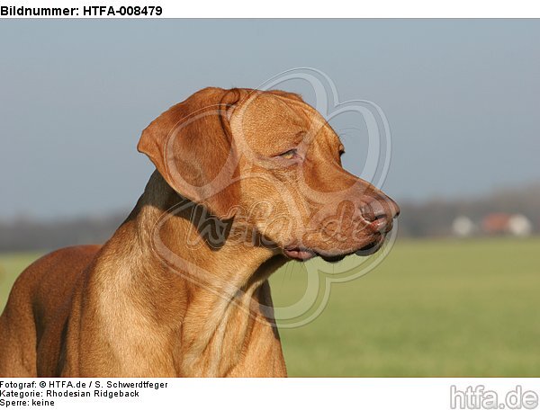 Rhodesian Ridgeback Portrait / HTFA-008479