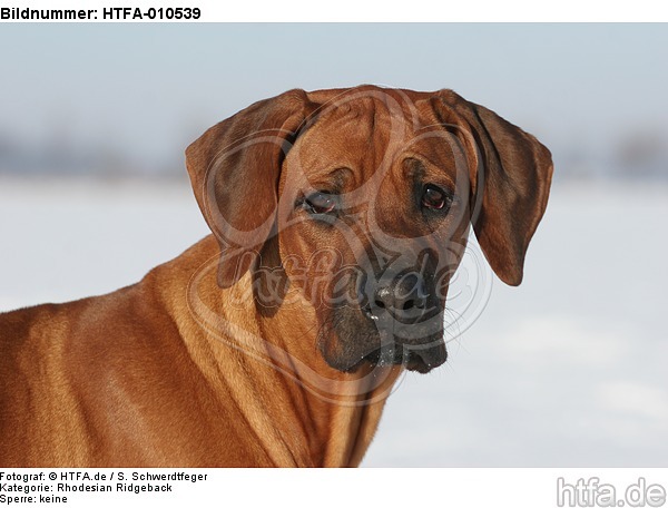 Rhodesian Ridgeback Portrait / HTFA-010539