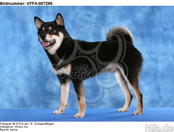 Shiba Inu / HTFA-007299