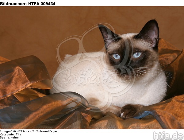 liegende Thaikatze / lying thai / HTFA-009434