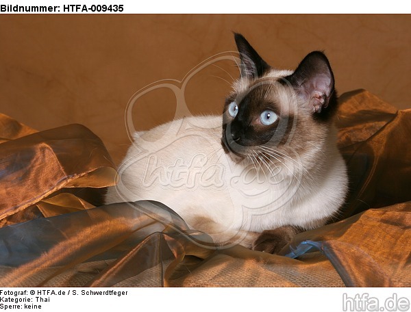 liegende Thaikatze / lying thai / HTFA-009435
