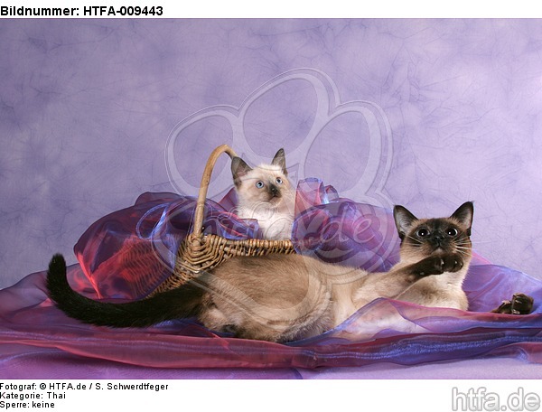 2 Thaikatzen / 2 thais / HTFA-009443