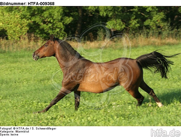 galoppierendes Warmblut / galloping warmblood / HTFA-009368