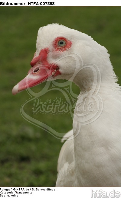 Warzenente / muscovy duck / HTFA-007388