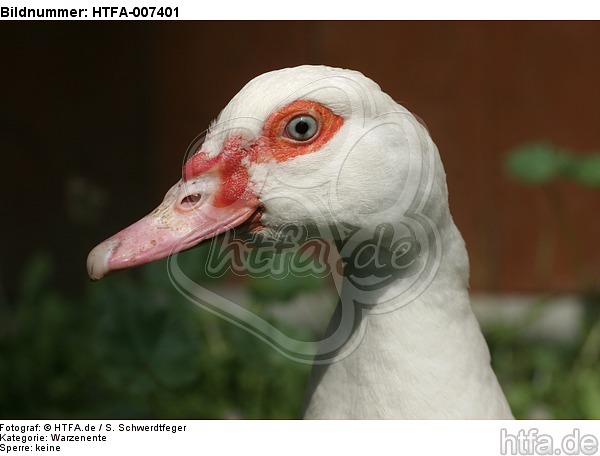 Warzenente / muscovy duck / HTFA-007401